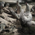 20120520123933-swain6
