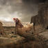 20120520124433-swain13