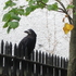 20120521000958-edgars_bird_i2340