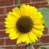20120521015401-sm_sunflower_i2340