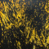 20120521022224-yellowmangrove