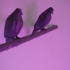 Dawn_pigeon_detail