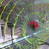 20120524034538-coryclintonwindow_lo