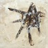 20120524212601-_dsc4247less_satur