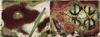 20120525034513-still-from-video-_untitled_