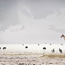 20120525100355-__klaus_tiedge_t1_1103_harmony