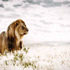 20120525100517-__klaus_tiedge_t1_4677_pride_of_africa