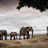 20120525100706-__klaus_tiedge_t2_0418_matriach_1