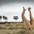 20120525100809-__klaus_tiedge_t1_5340_ethnicity
