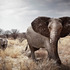 20120525100900-__klaus_tiedge_t2_1030_matriach_2