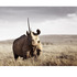 20120525101349-klaus_tiedge_t4_10757_monarch_of_lewa_1_60cm