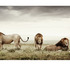 20120525101553-trip-04-2011--7166_pre-eminence_60cm