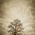 20120525103103-baobab_hierachy_2_klaus_tiedge_whiteframe_02