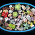 20120526153933-rocks_succulents_m_0435