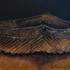 20120527142955-pottery_shard__2
