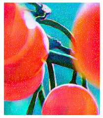 Orange Berries,Tim Maguire