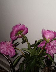 Birthday Flowers,Ellen Jong