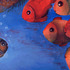 20120603175244-mahisiah_o_doostaa001