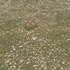 20120604133556-steine