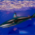 20120605165540-6_shark__1