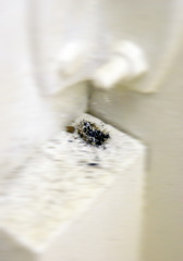 Ash in situ,