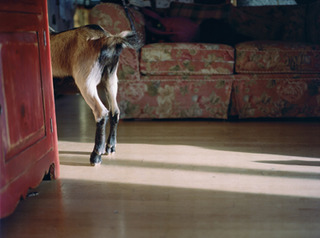 COGoat House,Katherine Walton