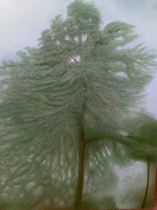 20120611111956-trees_in_arundel