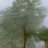 20120611113419-trees_in_arundel