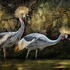20120612005219-borrelli_pam_birds_of_a_feather