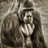20120612010131-borrelli_pam_alpha