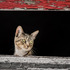 20120612010300-curiosity