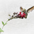 20120612010529-morning_nectar
