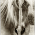 20120612010729-rescued_sepia