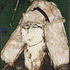 20120612034318-valdes__retrato_sobre_fondo_verde_oscuro__web