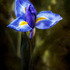 20120612164327-blooming_iris-edit-2