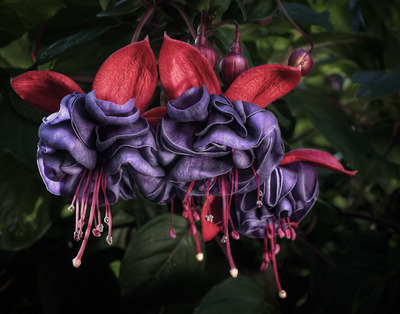 20120612164429-dancing_fuchsias