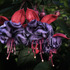 20120612164429-dancing_fuchsias