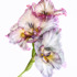 20120612164657-gladiola
