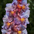 20120612164944-gladiola_glow