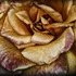 20120612165106-golden_rose