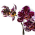 20120612165208-jan_s_orchid
