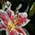 20120612165326-pollen_ready