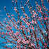 20120612165509-spring_dance