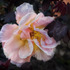 20120612165625-sweet_fragrance