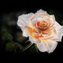 20120612165742-new_rose