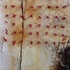 20120719181310-gougenheim_3_3_cosmos_3