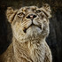 20120613000847-lioness_2_