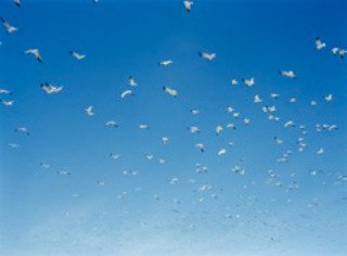 Birds at the Landfill in New Jersey,Luca Pizzaroni