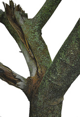 20130328201720-morrison-magnolia_trunk_series_no