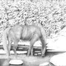 20120619182747-horse__